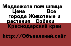 Медвежата пом шпица › Цена ­ 40 000 - Все города Животные и растения » Собаки   . Краснодарский край